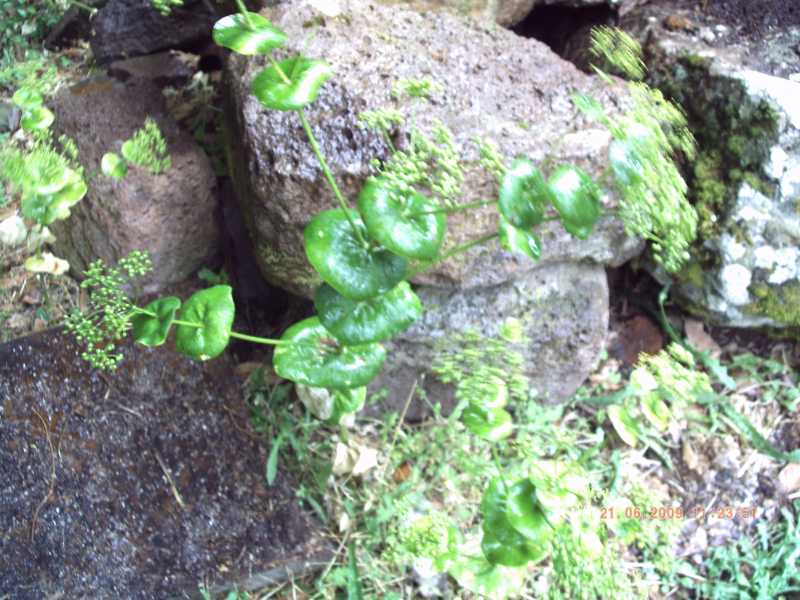 Smyrnium perfoliatum subsp. rotundifolium